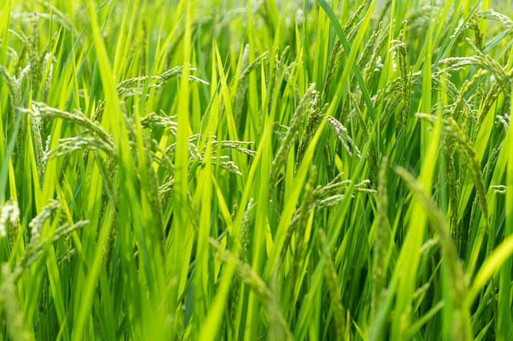 rice plants