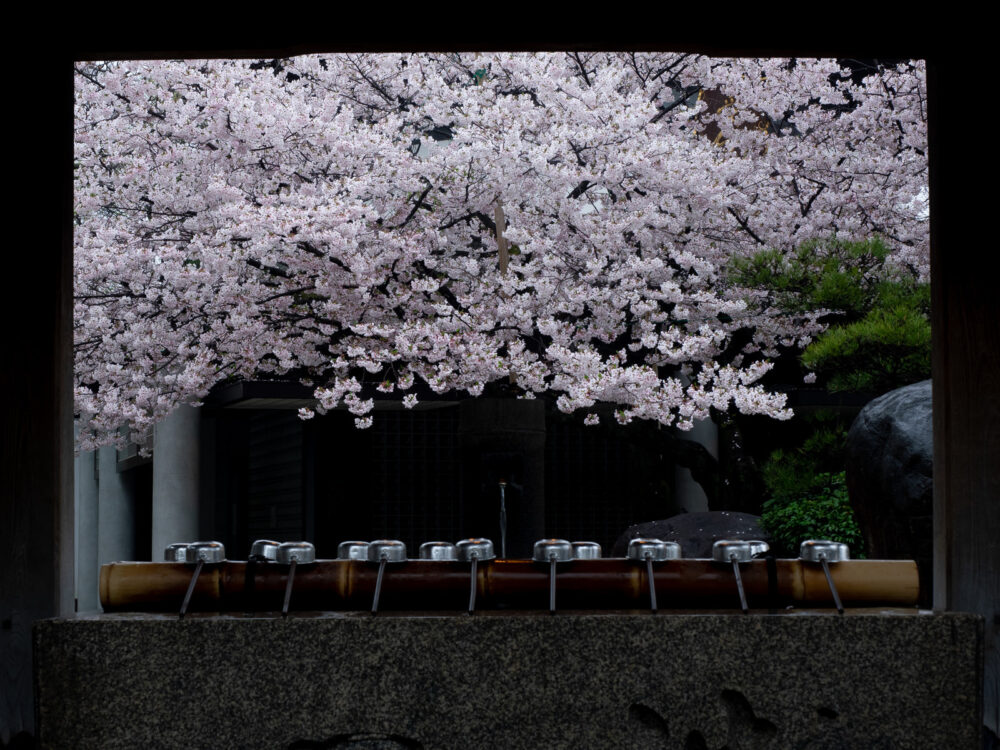 cherry blossom and temple