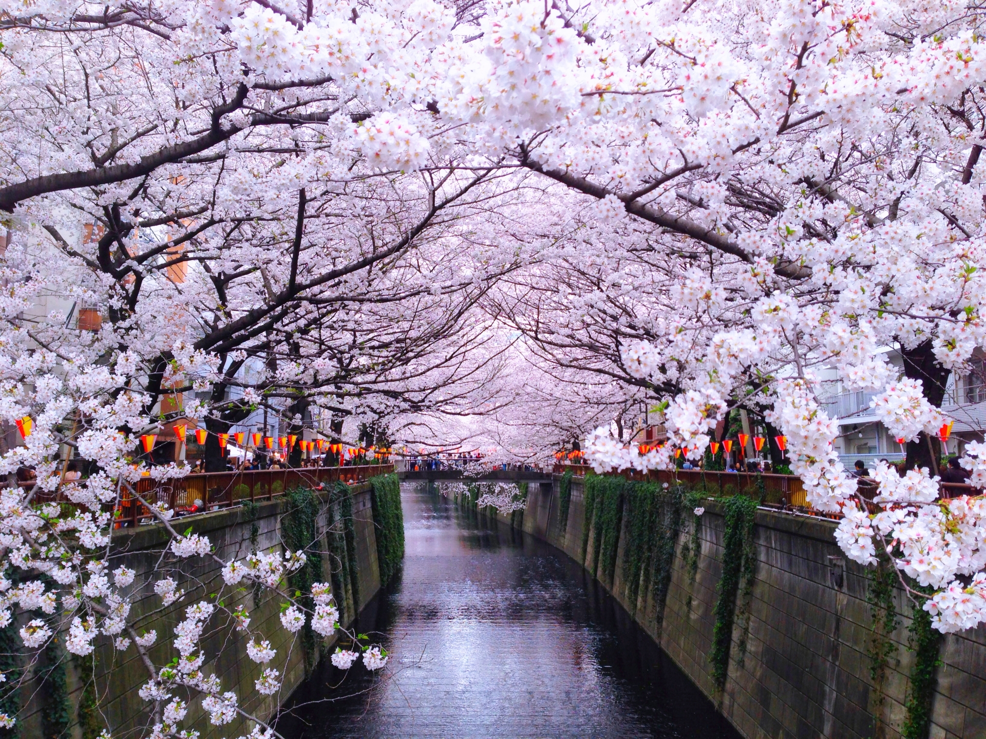 cherry blossom on the river